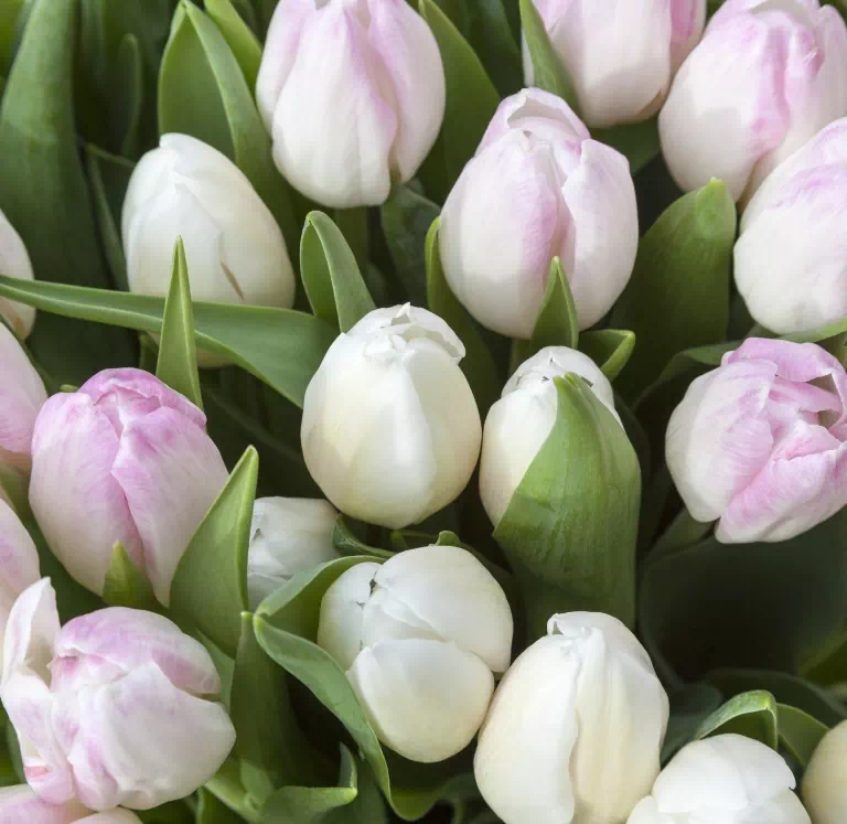 Tulipany o różnych kolorach